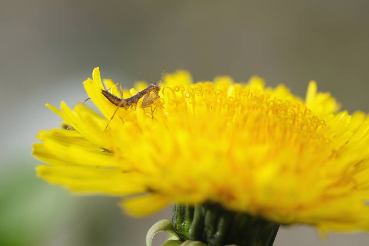 Junge Gottesanbeterin (Mantis religiosa), (c) Gordon Schulz/naturgucker.de