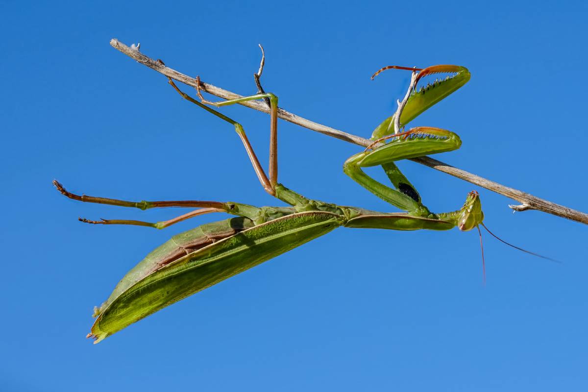 Gottesanbeterin (Mantis religiosa), (c) Istvan und Sabine Palfi/naturgucker.de