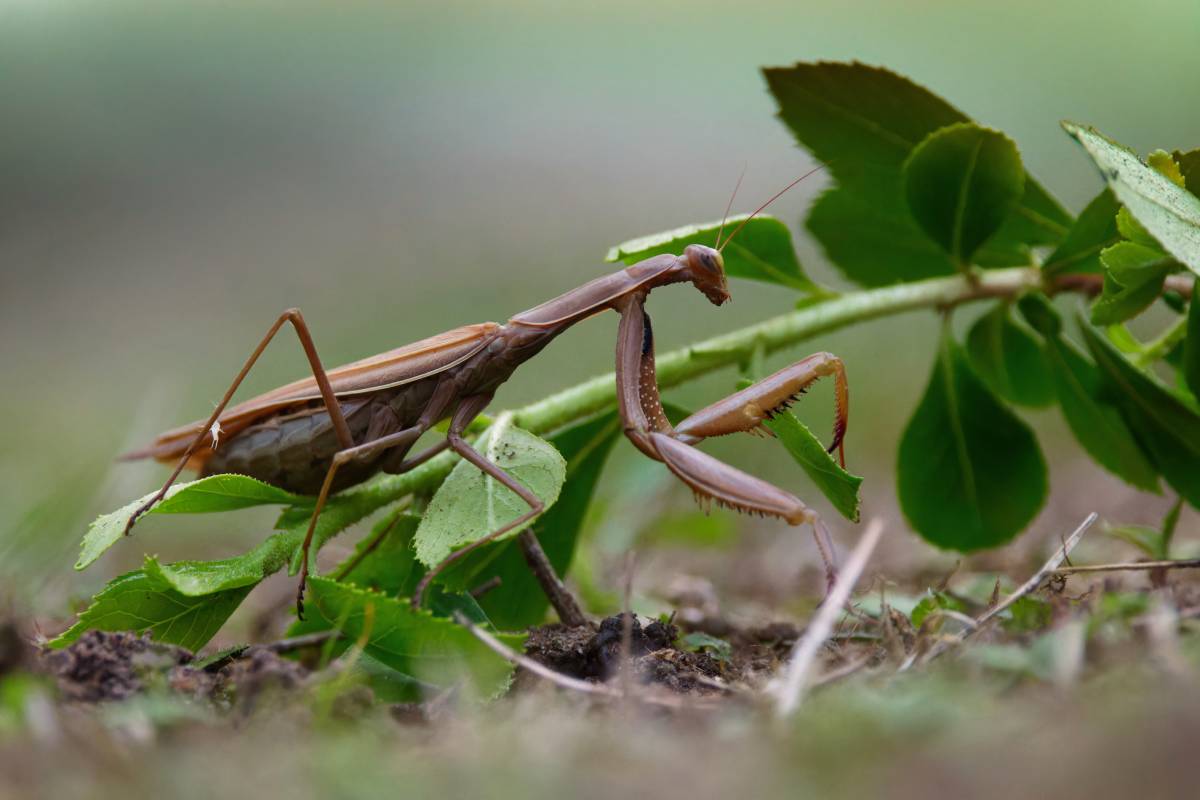 Braun gefärbte Gottesanbeterin (Mantis religiosa), (c) Stefan Leimbach/naturgucker.de