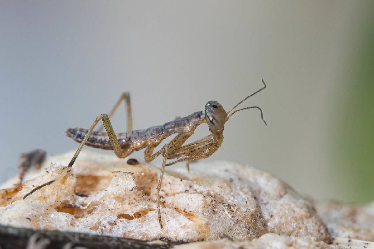 Frisch geschlüpfte Gottesanbeterin (Mantis religiosa), (c) Ulrich Sach/naturgucker.de