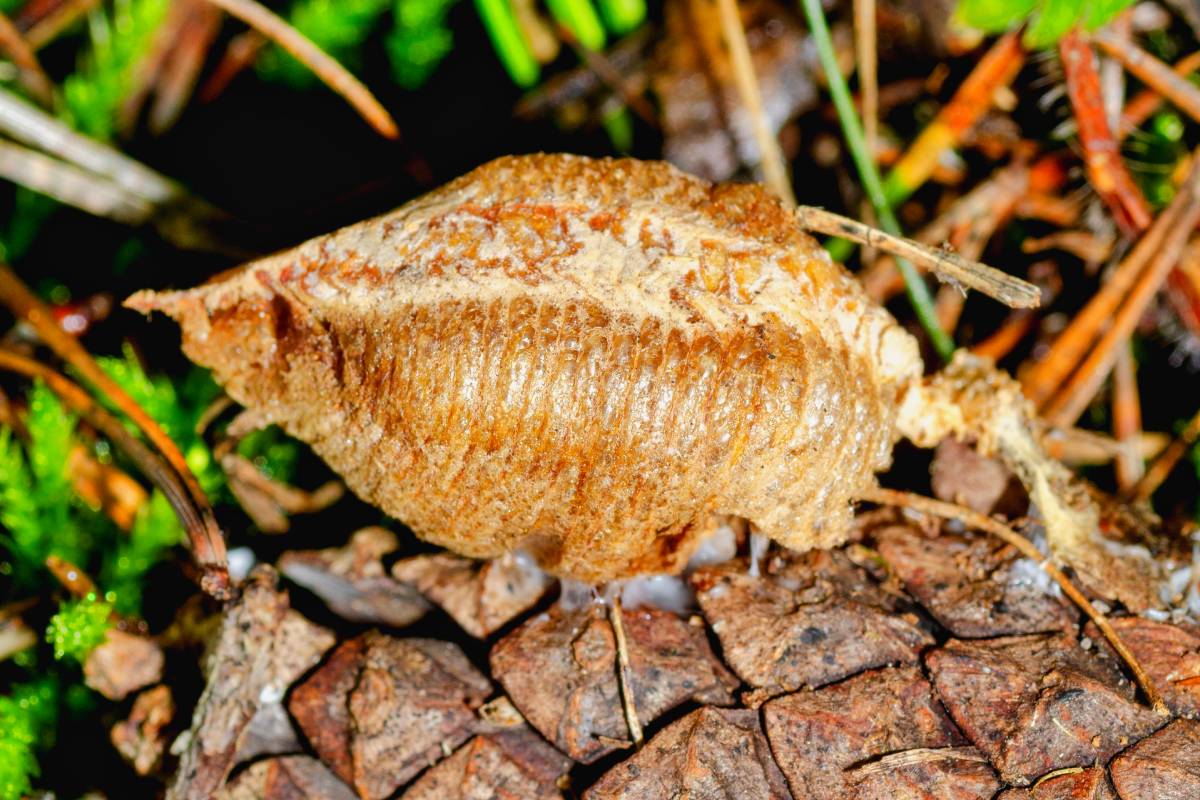 Eipaket (Oothek) einer Gottesanbeterin (Mantis religiosa), (c) Wolfgang Piepers/naturgucker.de