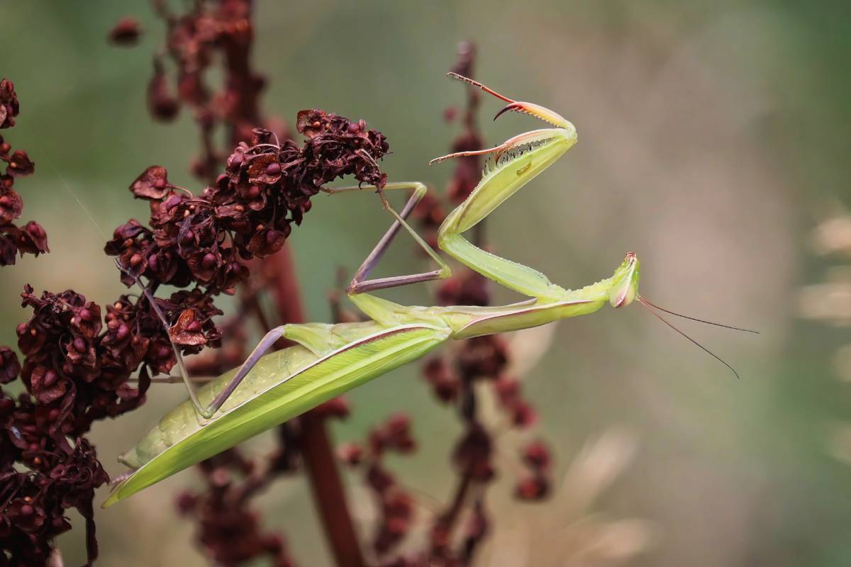 Gottesanbeterin (Mantis religiosa), (c) Istvan und Sabine Palfi/naturgucker.de