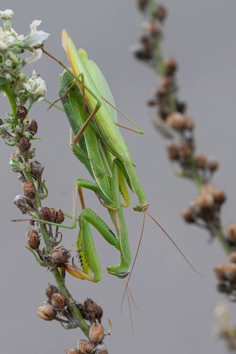 Paarung der Gottesanbeterin (Mantis religiosa), (c) Ulrich Sach/naturgucker.de