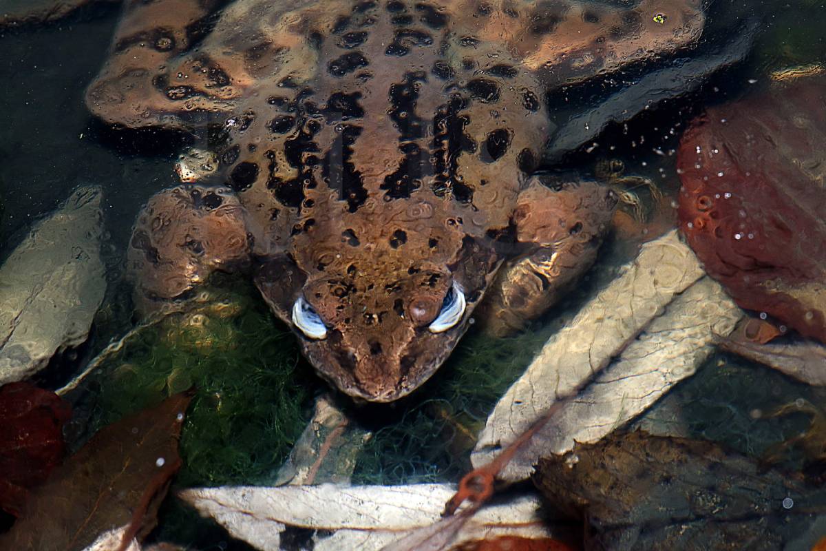 Grasfrosch (Rana temporaria), (c) Ulrich Sach/naturgucker.de