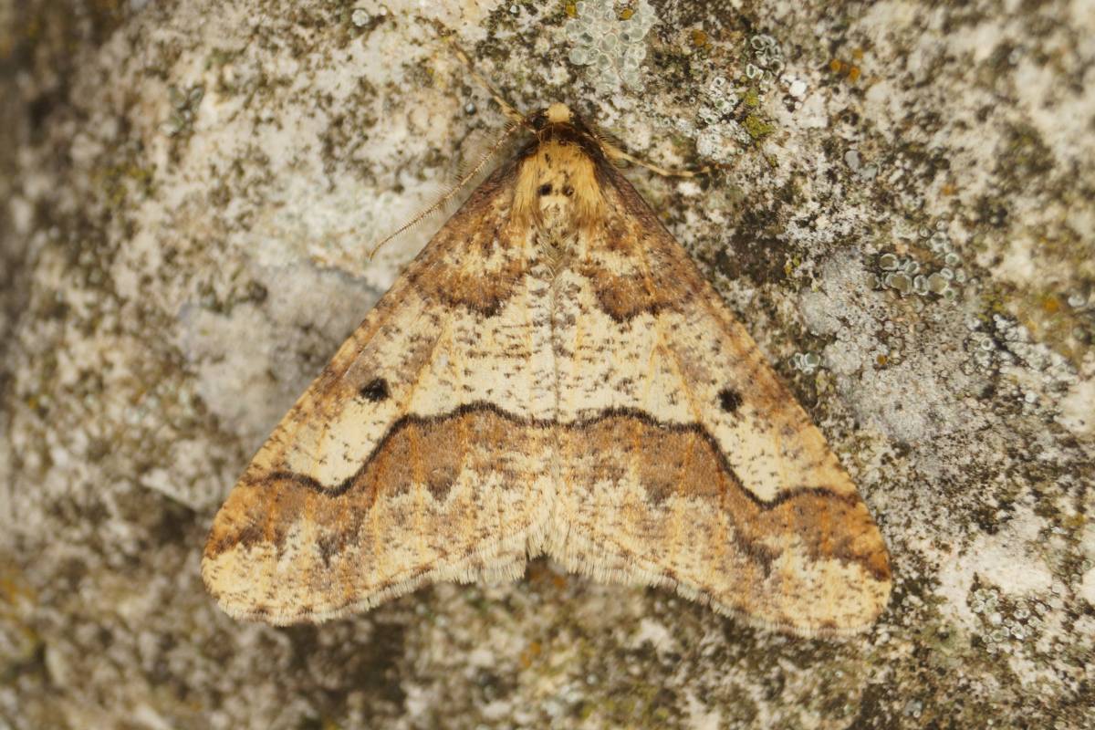 Männlicher Großer Frostspanner (Erannis defoliaria), (c) Andreas Röcker/naturgucker.de