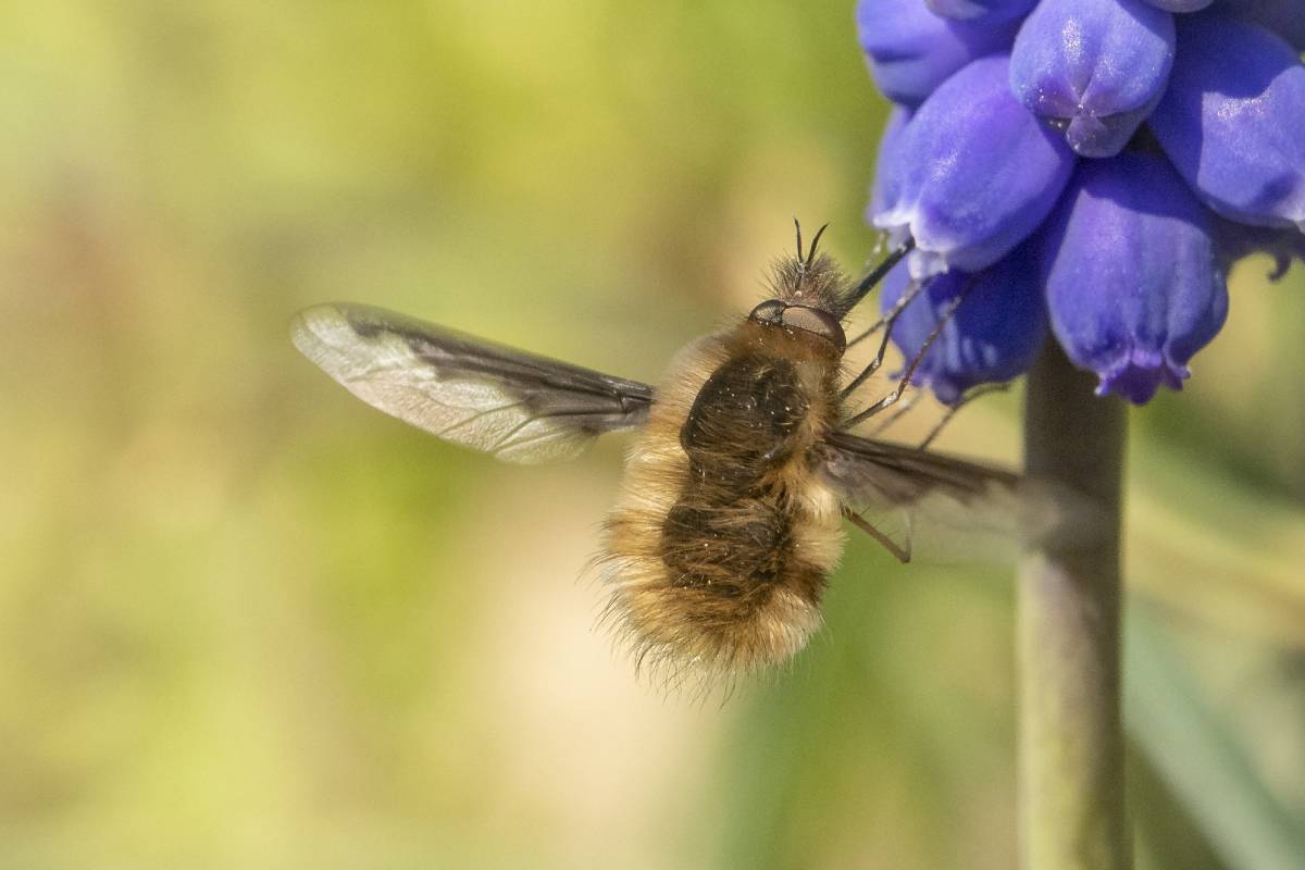 Großer Wollschweber (Bombylius major), (c) Jack Simon/naturgucker.de