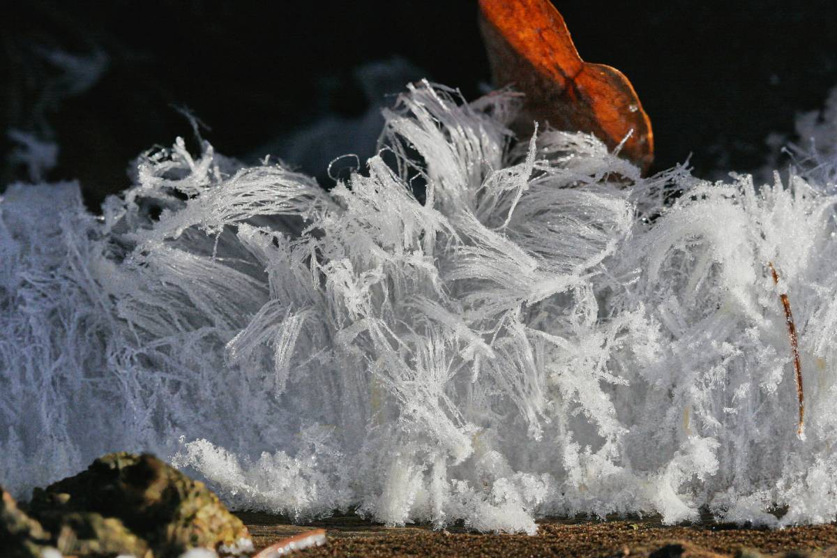 Durch die Rosagetönte Wachskruste (Exidiopsis effusa) verursachtes Haareis, (c) Gordon MacKay/naturgucker.de