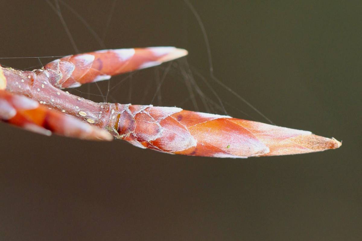 Gewöhnliche Hainbuche (Carpinus betulus), (c) Reinhard Naumann/naturgucker.de