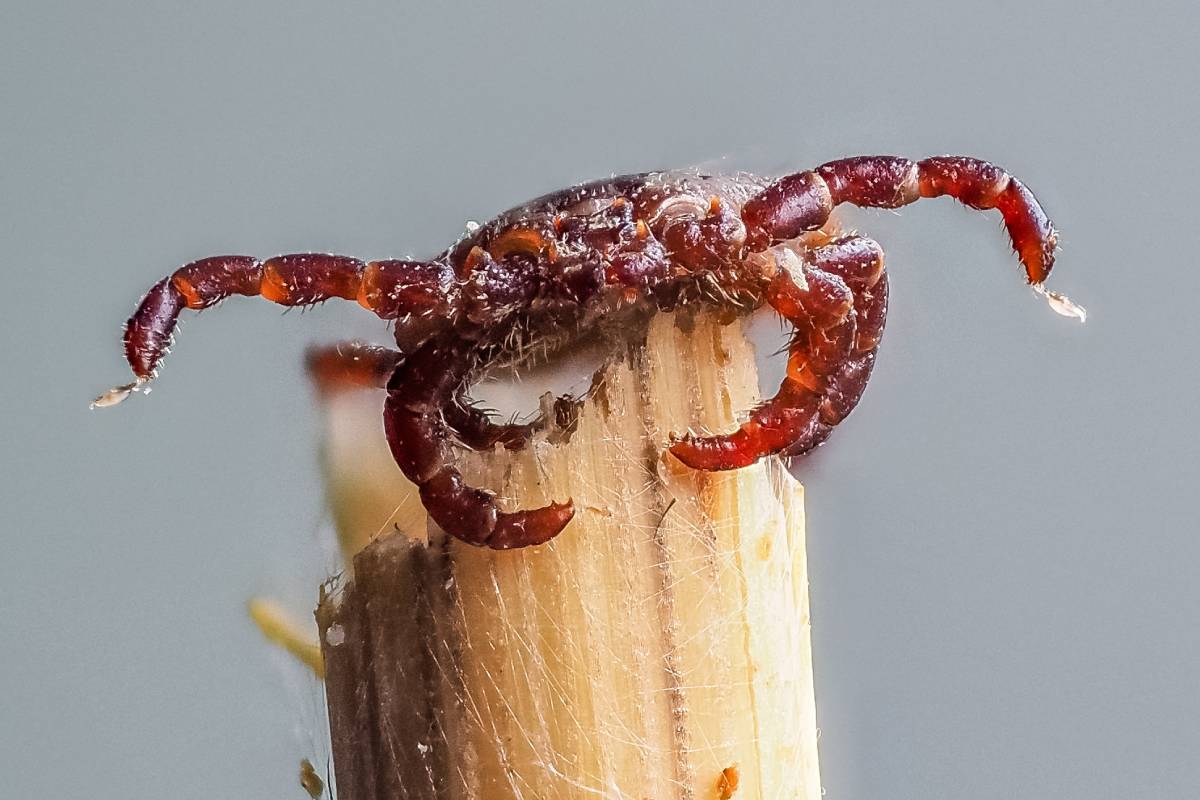 Wiesenzecke (Dermacentor reticulatus), (c) Istvan und Sabine Palfi/naturgucker.de