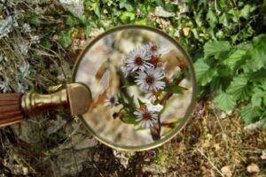 Die Natur erforschen, (c) Jade/Pixabay