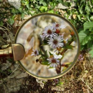Die Natur erforschen, (c) Jade/Pixabay