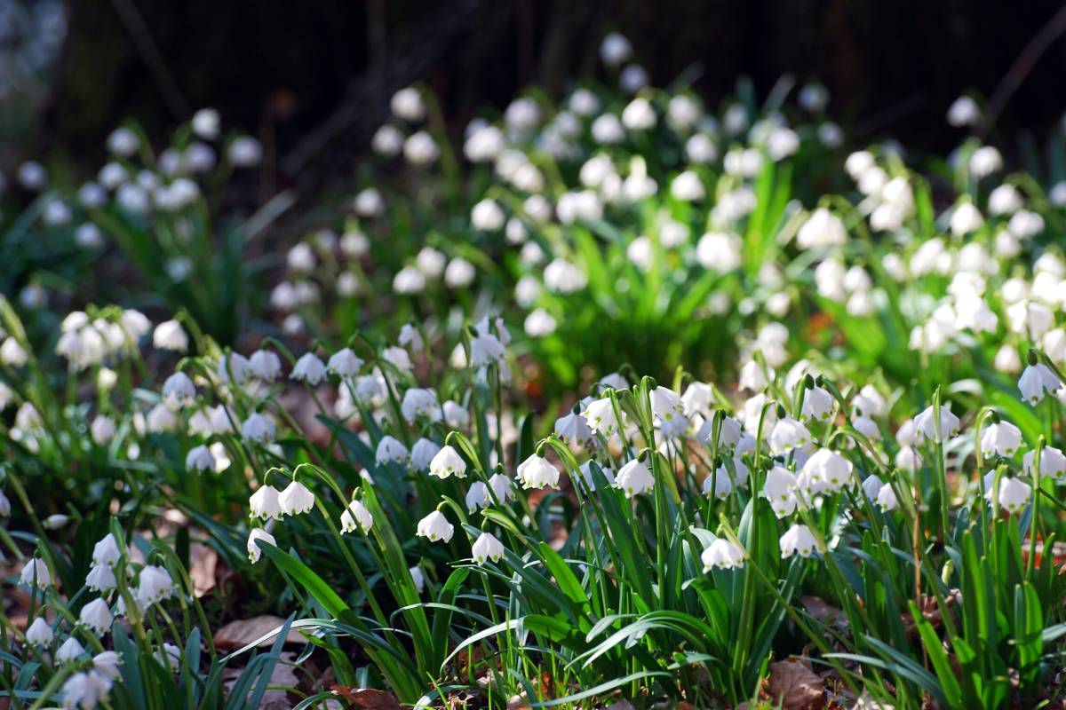 Märzenbecher (Leucojum vernum), (c) Sabine Frey/naturgucker.de