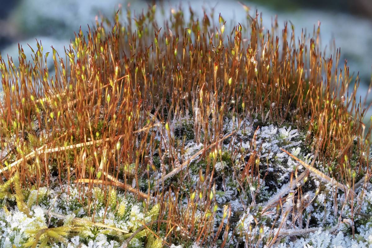 Mauer-Drehzahnmoos (Tortula muralis), (c) Istvan und Sabine Palfi/naturgucker.de