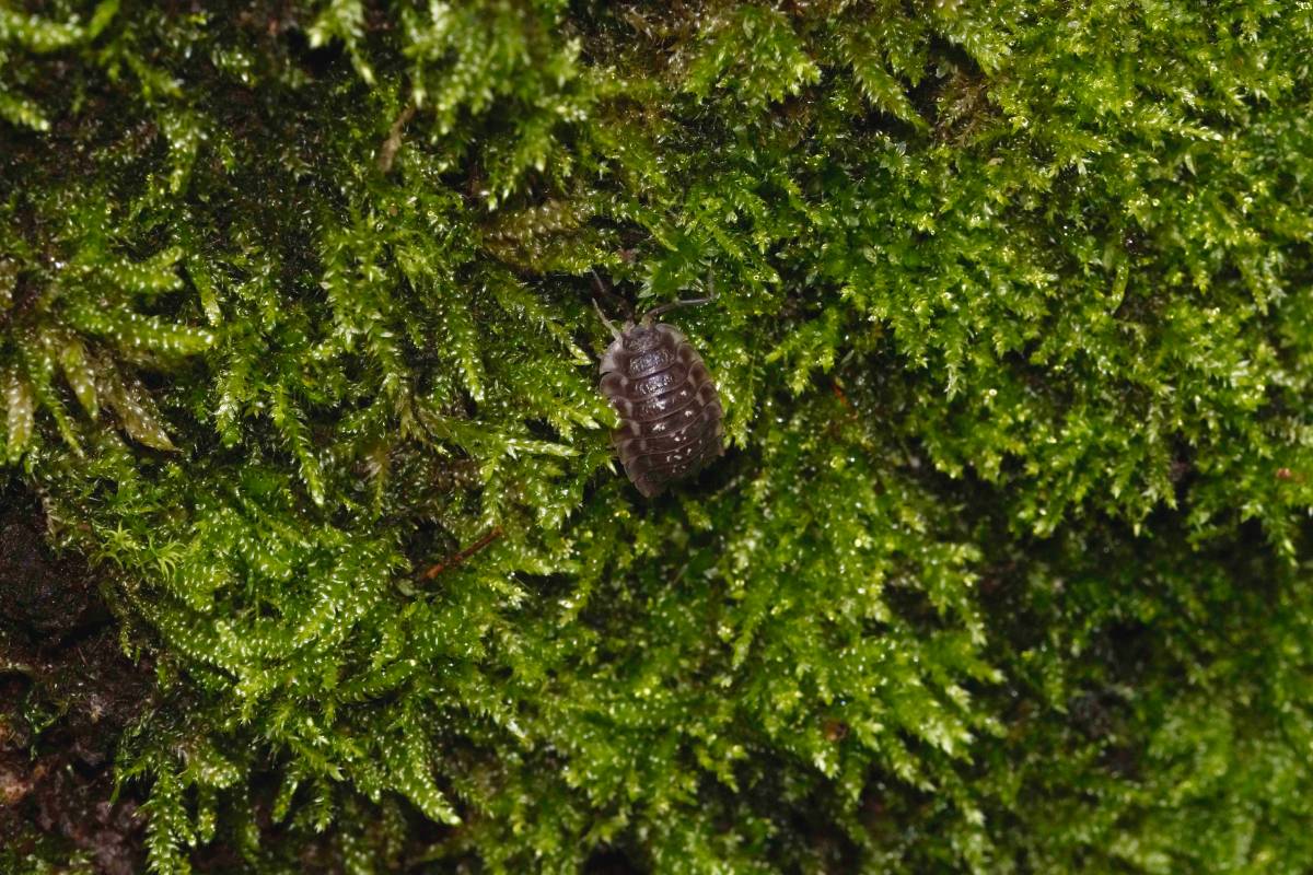 Mauerassel (Oniscus asellus) versteckt sich im Moos, (c) Gaby Schulemann-Maier/naturgucker.de