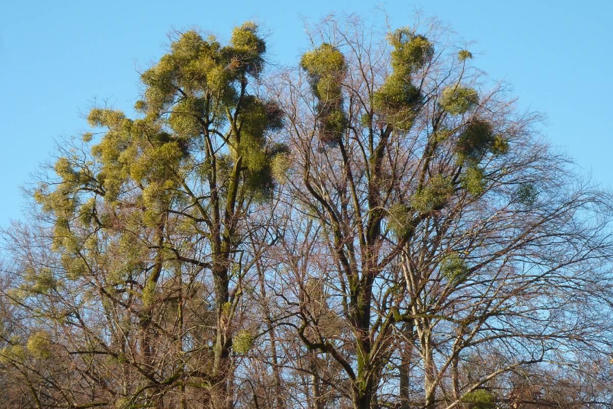 Mistel (Viscum album), (c) Karl-Heinz Fuldner/naturgucker.de