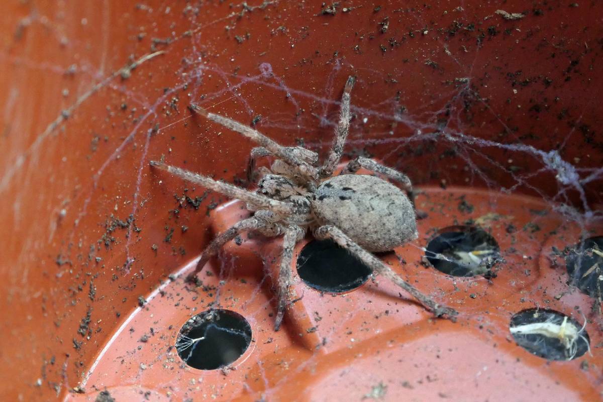 Motiv: Weibliche Nosferatu-Spinne (Zoropsis spinimana)
Fotograf*in: Jan Hoffmann/NABU-naturgucker.de
Bildgröße: 3000 × 2000 px
Lizenz: CC BY-SA 4.0 (Namensnennung – Weitergabe unter gleichen Bedingungen 4.0 International)