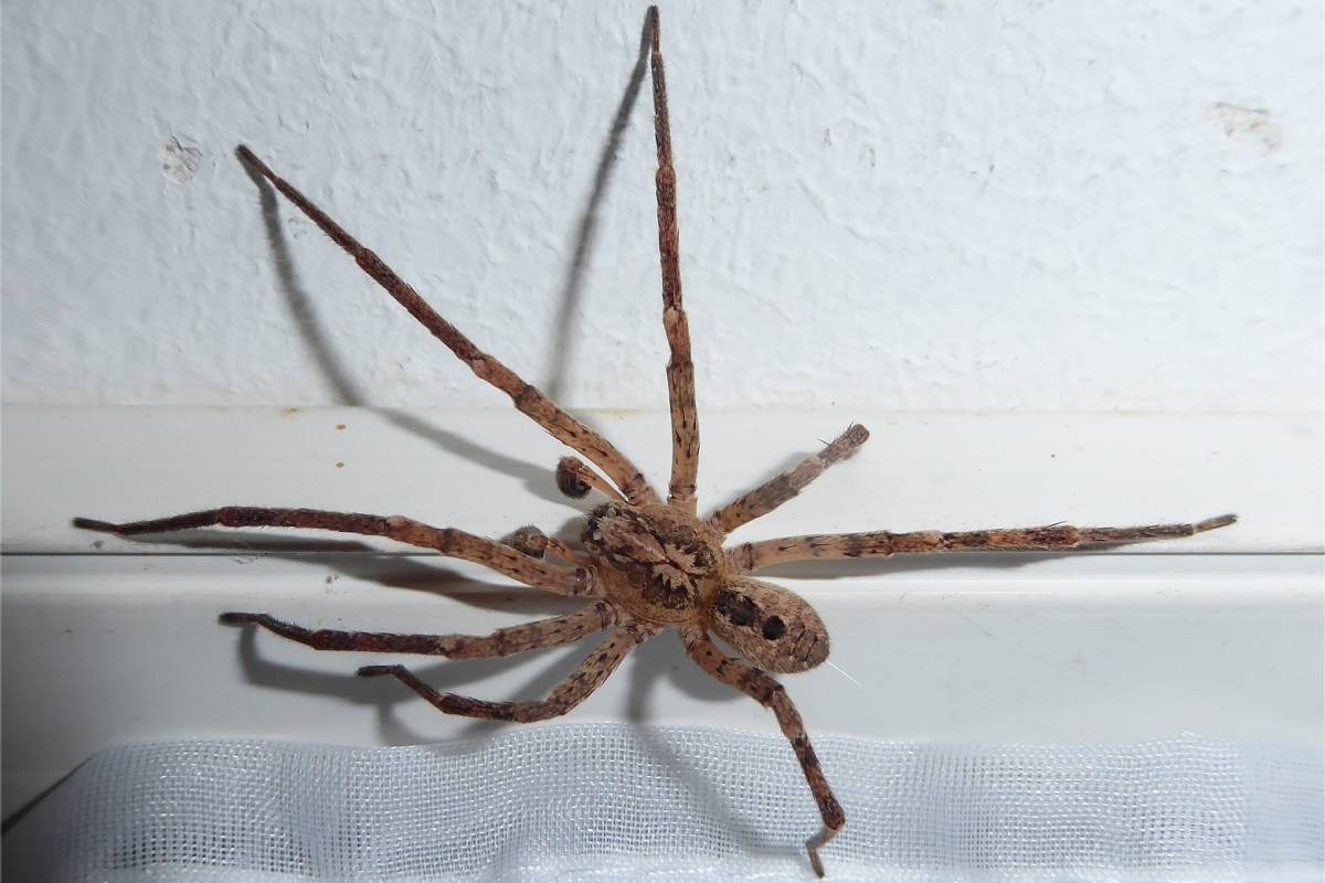 Nosferatu-Spinne (Zoropsis spinimana), (c) Jürgen Hurst/naturgucker.de