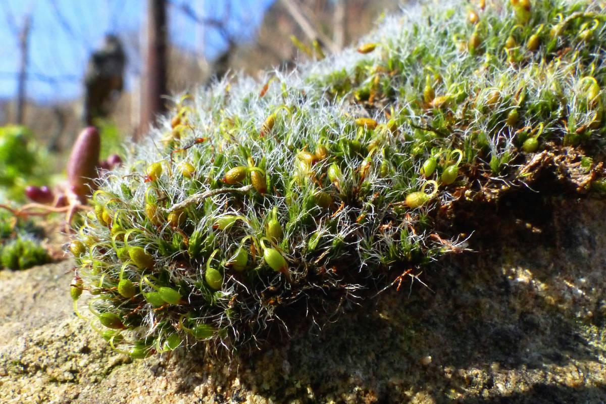 Polster-Kissenmoos (Grimmia pulvinata), (c) Karl-Heinz Fuldner/naturgucker.de