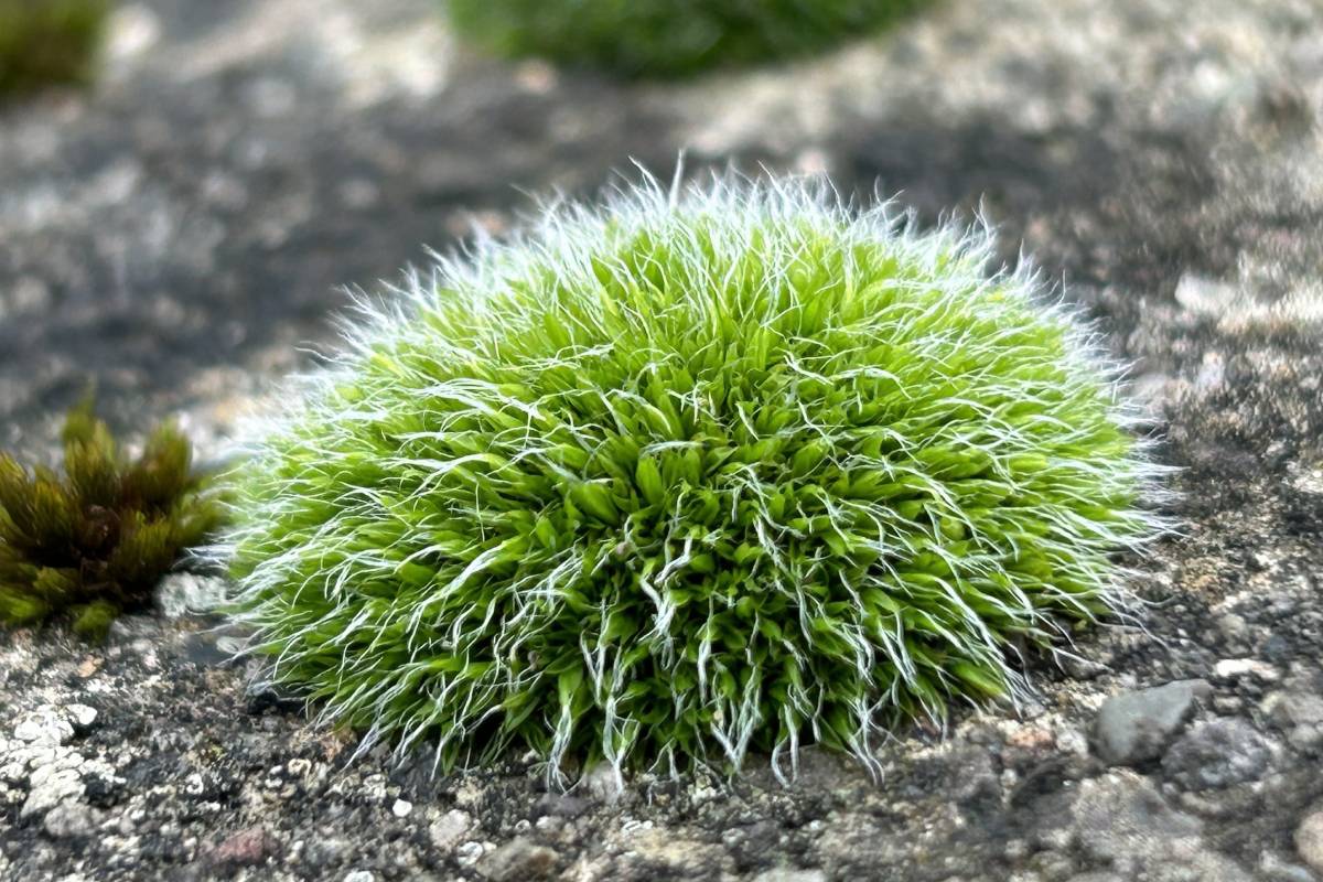 Polster-Kissenmoos (Grimmia pulvinata), (c) Markus Koschinsky/naturgucker.de
