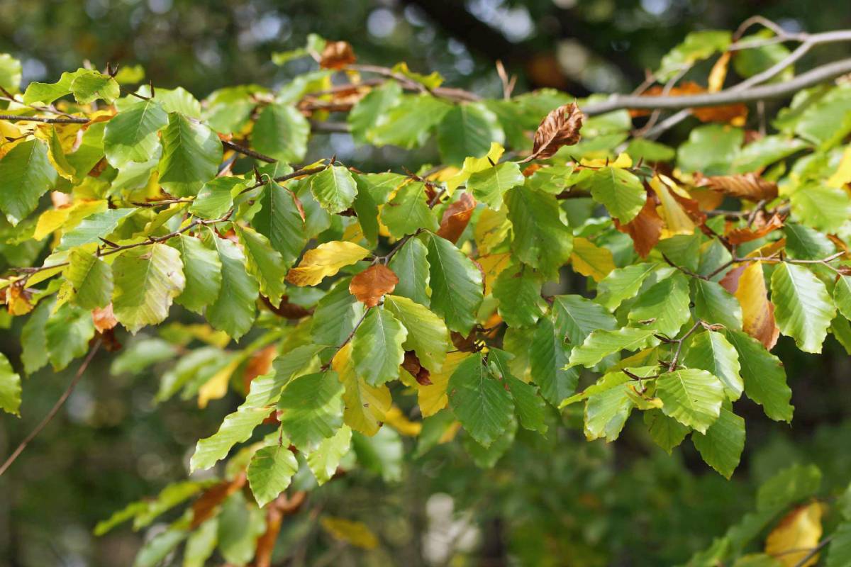 Motiv: Rot-Buche (Fagus sylvatica)
Fotograf*in: Gaby Schulemann-Maier/NABU-naturgucker.de
Bildgröße: 2000 x 1333 px
Lizenz: CC BY-SA 4.0 (Namensnennung – Weitergabe unter gleichen Bedingungen 4.0 International)