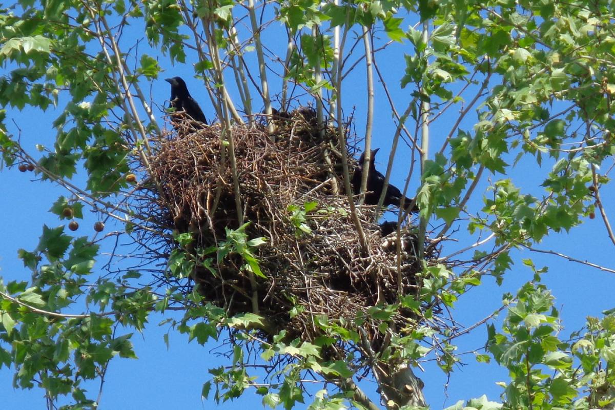Saatkrähennest (Corvus frugilegus), (c) Jürgen Hurst/naturgucker.de