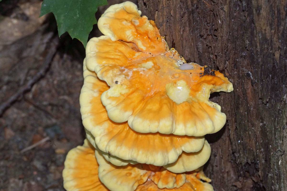Gemeiner Schwefelporling (Laetiporus sulphureus), (c) Gaby Schulemann-Maier/naturgucker.de