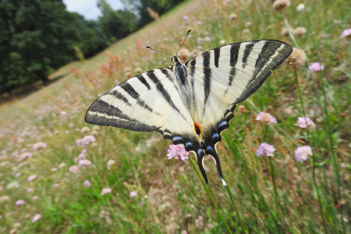 Segelfalter (Iphiclides podalirius), (c) Mathias Krüger/naturgucker.de