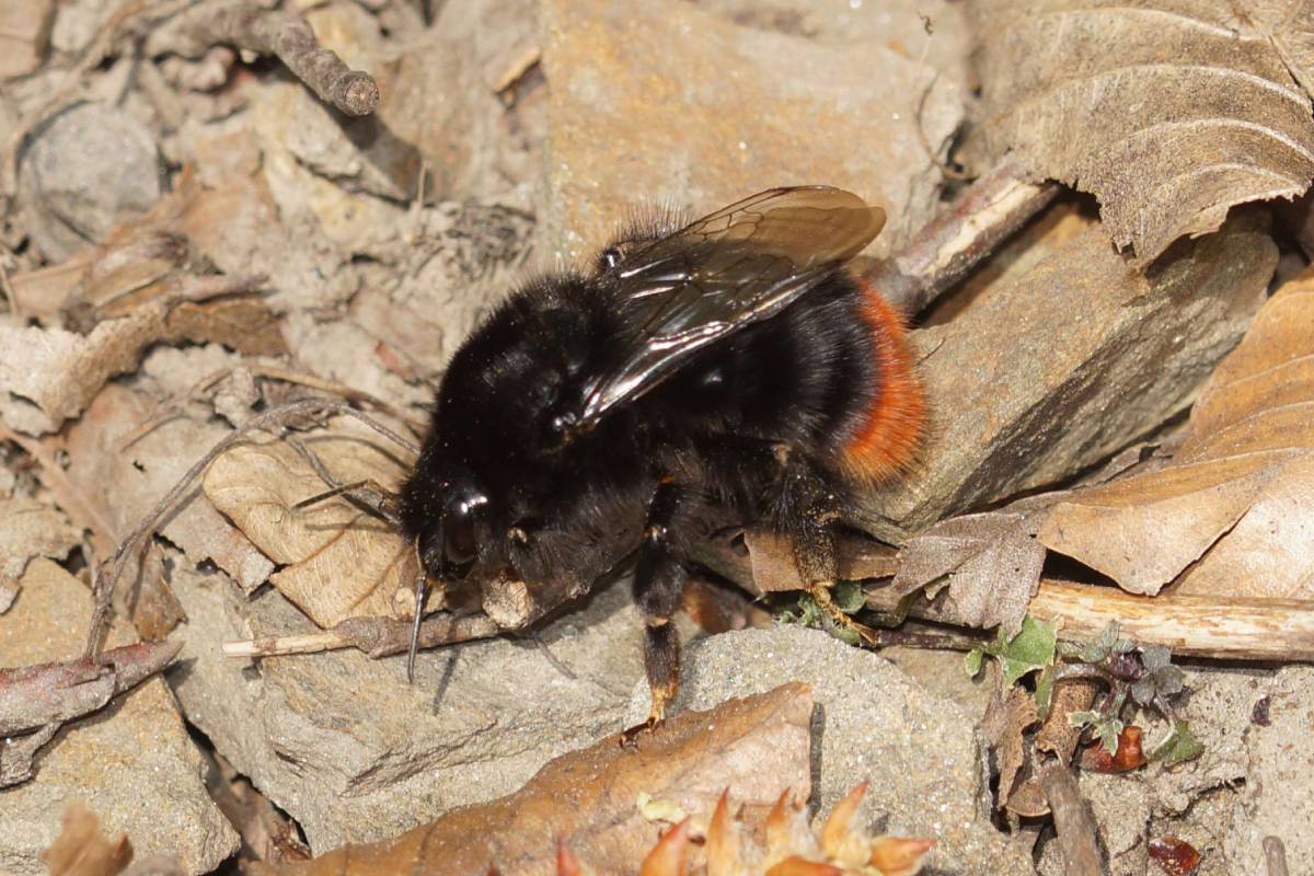 Steinhummel (Bombus lapidarius), (c) Gaby Schulemann-Maier/naturgucker.de