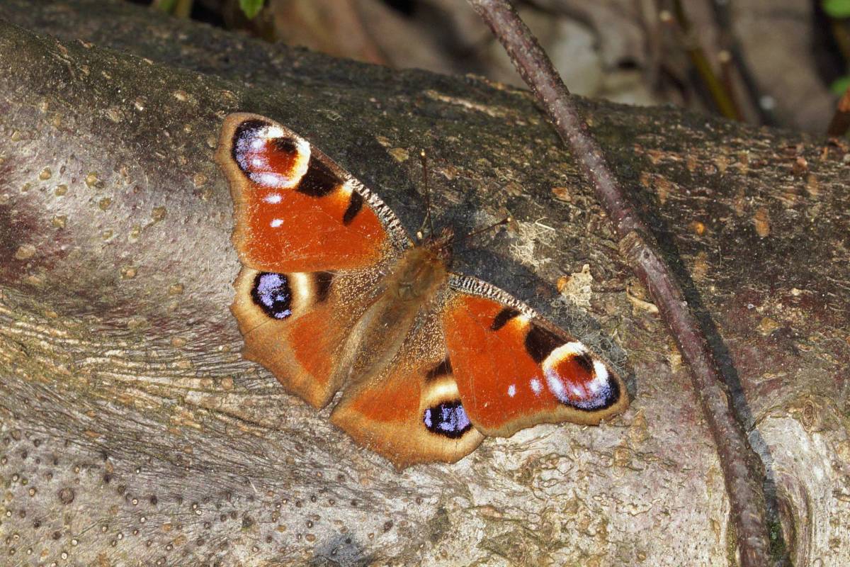 Motiv: Tagpfauenauge (Aglais io)
Fotograf*in: Gaby Schulemann-Maier/NABU-naturgucker.de
Bildgröße: 2979 x 2121 px
Lizenz: CC BY-SA 4.0 (Namensnennung – Weitergabe unter gleichen Bedingungen 4.0 International)