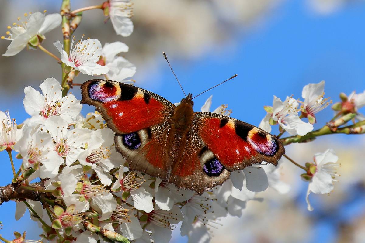 Tagpfauenauge (Aglais io), (c) Nadine Röhnert/naturgucker.de