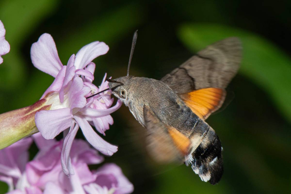 Taubenschwänzchen (Macroglossum stellatarum), (c) Ulrich Sach/naturgucker.de