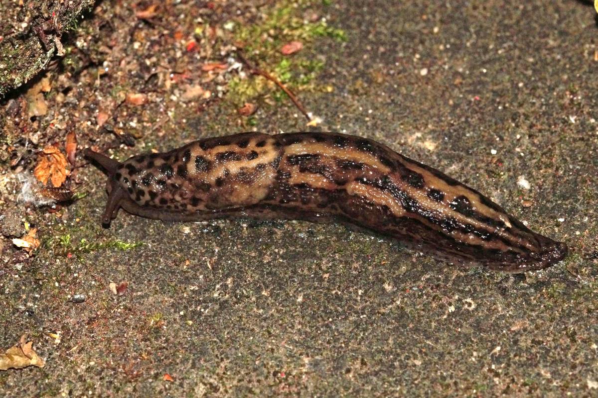 Tigerschnegel (Limax maximus), (c) Gaby Schulemann-Maier/naturgucker.de