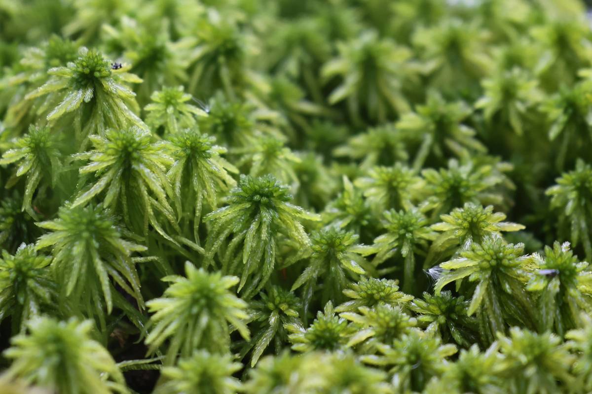 Torfmoos (Sphagnum sp.), (c) Dorothea Bellmer/naturgucker.de