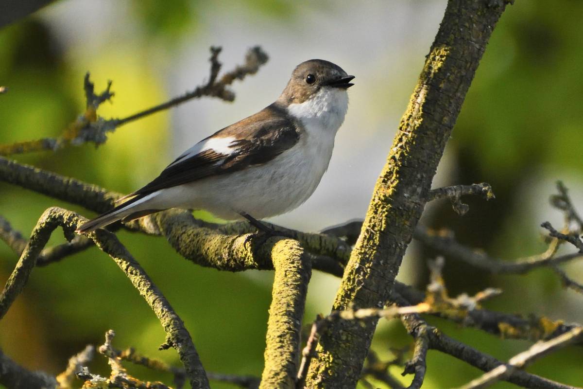 Männlicher Trauerschnäpper (Ficedula hypoleuca), (c) Joachim Aretz/naturgucker.de