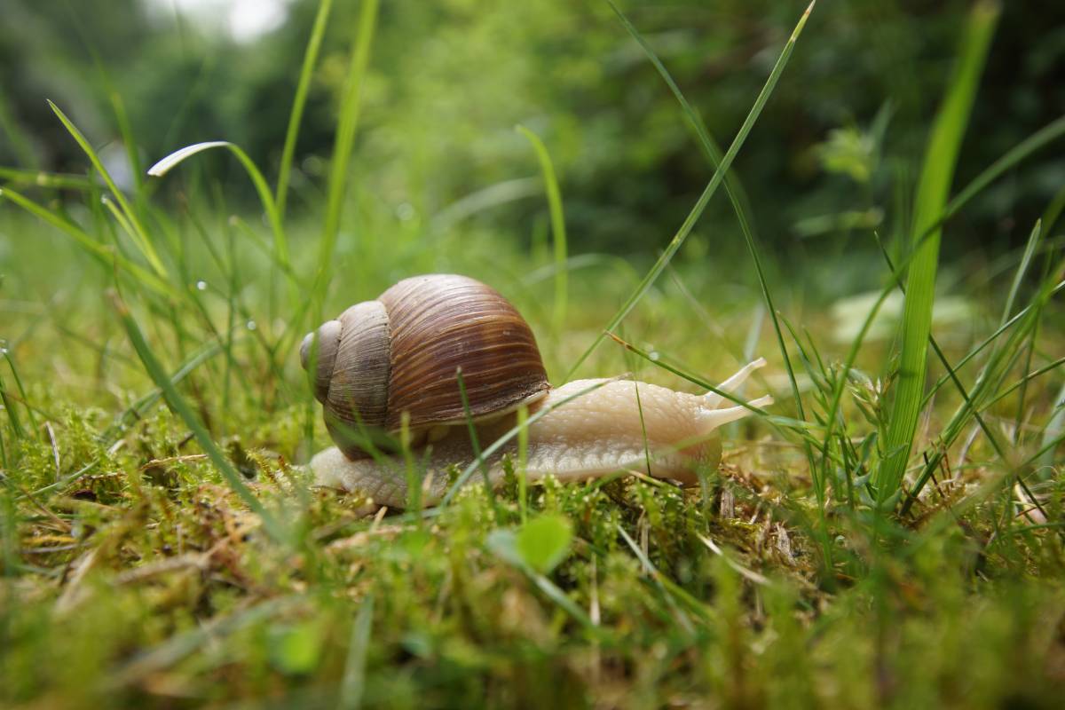 Weinbergschnecke (Helix pomatia), (c) Gaby Schulemann-Maier/naturgucker.de