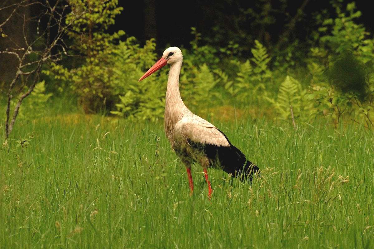Weißstorch (Ciconia ciconia) auf einer Sumpfwiese im Biebrza-Nationalpark, (c) Werner Kunz/NABU-naturgucker.de Weißstorch (Ciconia ciconia) auf einer Sumpfwiese im Biebrza-Nationalpark, (c) Werner Kunz/NABU-naturgucker.de