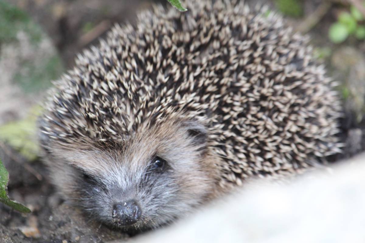 Motiv: Westeuropäischer Igel (Erinaceus europaeus)
Fotograf*in: Marcus Döhring/NABU-naturgucker.de
Bildgröße: 2000 × 1530 px
Lizenz: CC BY-SA 4.0 (Namensnennung – Weitergabe unter gleichen Bedingungen 4.0 International)