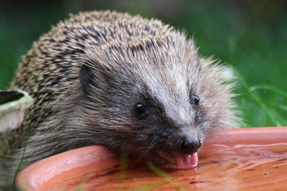 Motiv: Westeuropäischer Igel (Erinaceus europaeus)
Fotograf*in Ulrich Köller/NABU-naturgucker.de
Größe: 2000 × 1725 px
Lizenz: CC BY-SA 4.0 (Namensnennung – Weitergabe unter gleichen Bedingungen 4.0 International)