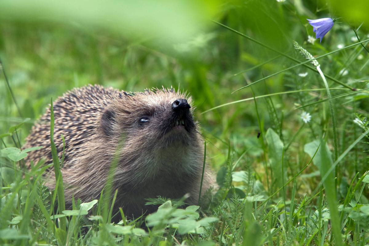 Motiv: Westeuropäischer Igel (Erinaceus europaeus)
Fotograf*in: Ulrich Sach/NABU-naturgucker.de
Bildgröße: 2560 × 1708 px
Lizenz: CC BY-SA 4.0 (Namensnennung – Weitergabe unter gleichen Bedingungen 4.0 International)
