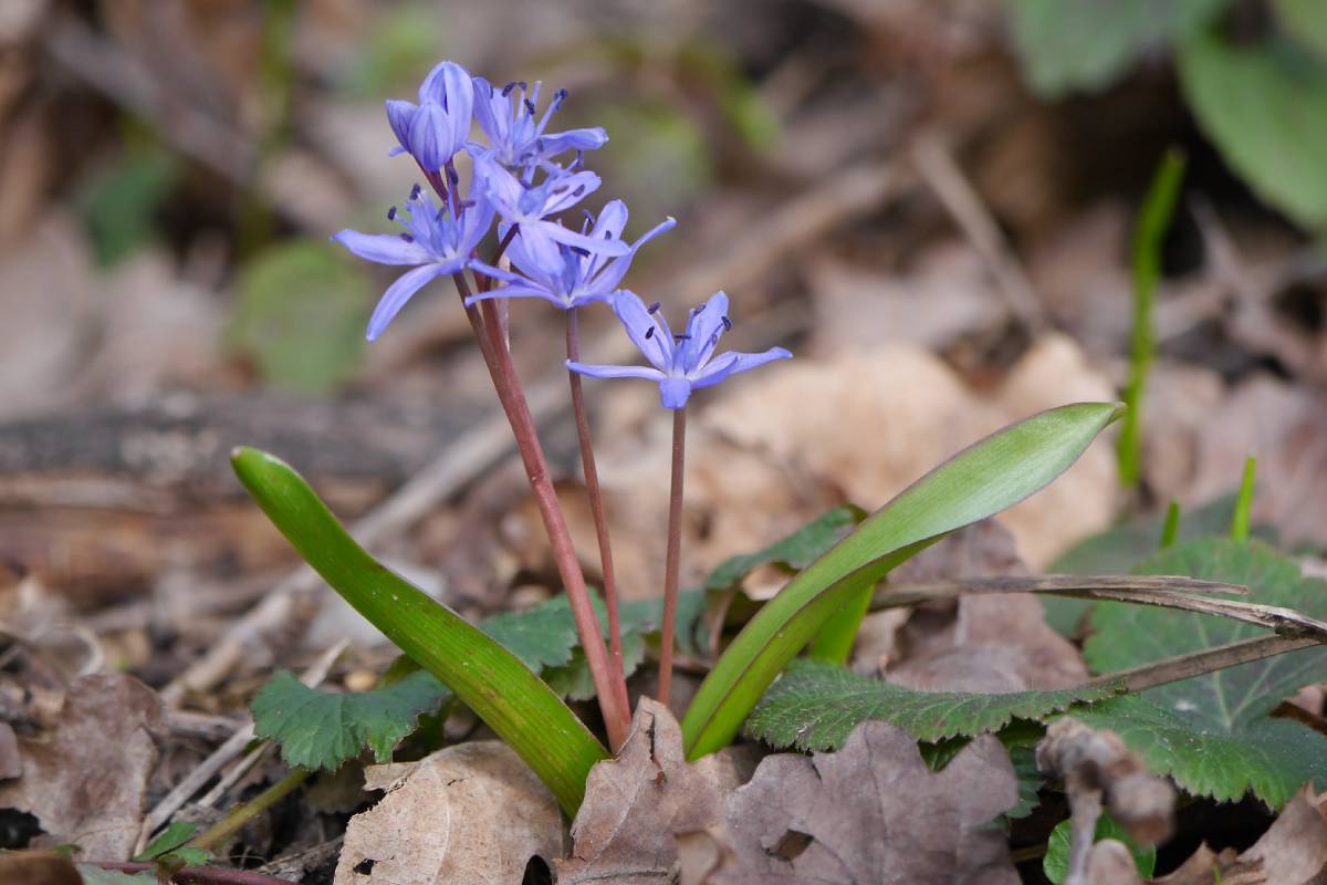 Zweiblättriger Blaustern (Scilla bifolia), (c) Thomas Hein/NABU-naturgucker.de