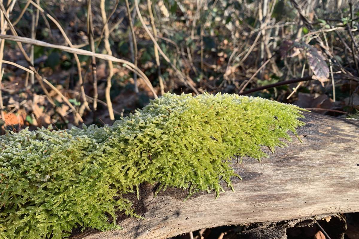 Zypressenschlafmoos (Hypnum cupressiforme), (c) Andreas Muehlenfeld/naturgucker.de