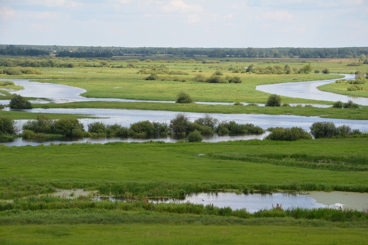 Blick auf ein Sumpfgebiet, Biebrza-Nationalpark, (c) Piotr Orzechowski Blick auf ein Sumpfgebiet, Biebrza-Nationalpark, (c) Piotr Orzechowski