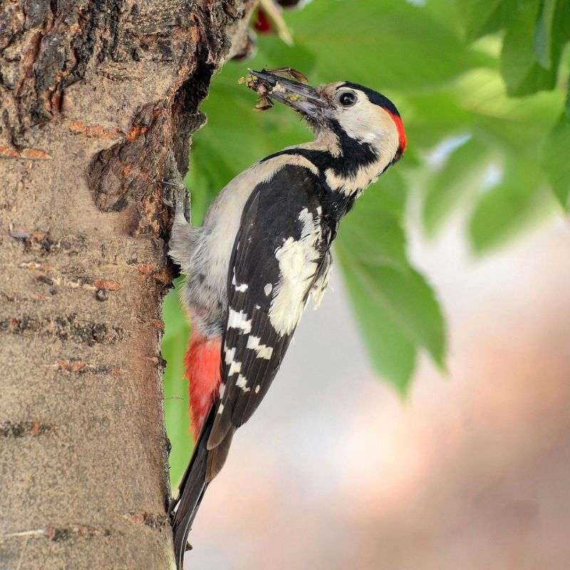 Blutspecht (Dendrocopos syriacus), (c) Walter Weinbrenner/NABU-naturgucker.de Blutspecht (Dendrocopos syriacus), (c) Walter Weinbrenner/NABU-naturgucker.de