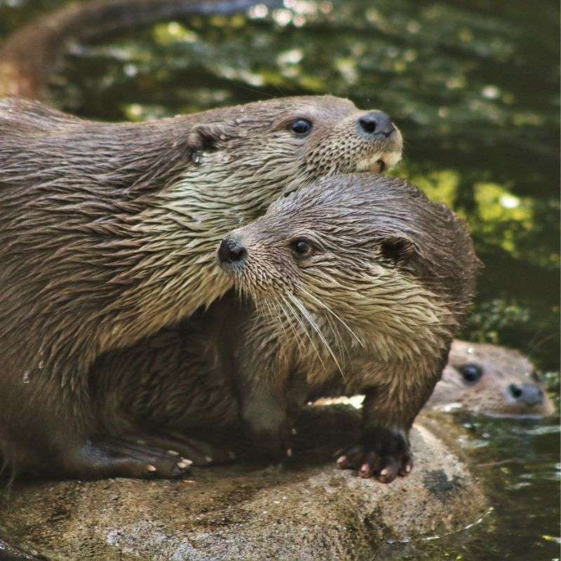 Fischotter (Lutra lutra), (c) Hartmut Mai/NABU-naturgucker.de Fischotter (Lutra lutra), (c) Hartmut Mai/NABU-naturgucker.de