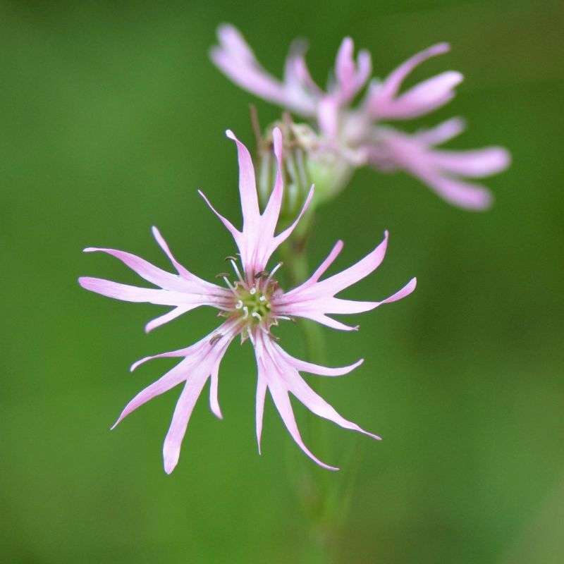Kuckucks-Lichtnelke (Lychnis flos-cuculi), (c) Rolf Jantz/NABU-naturgucker.de Kuckucks-Lichtnelke (Lychnis flos-cuculi), (c) Rolf Jantz/NABU-naturgucker.de