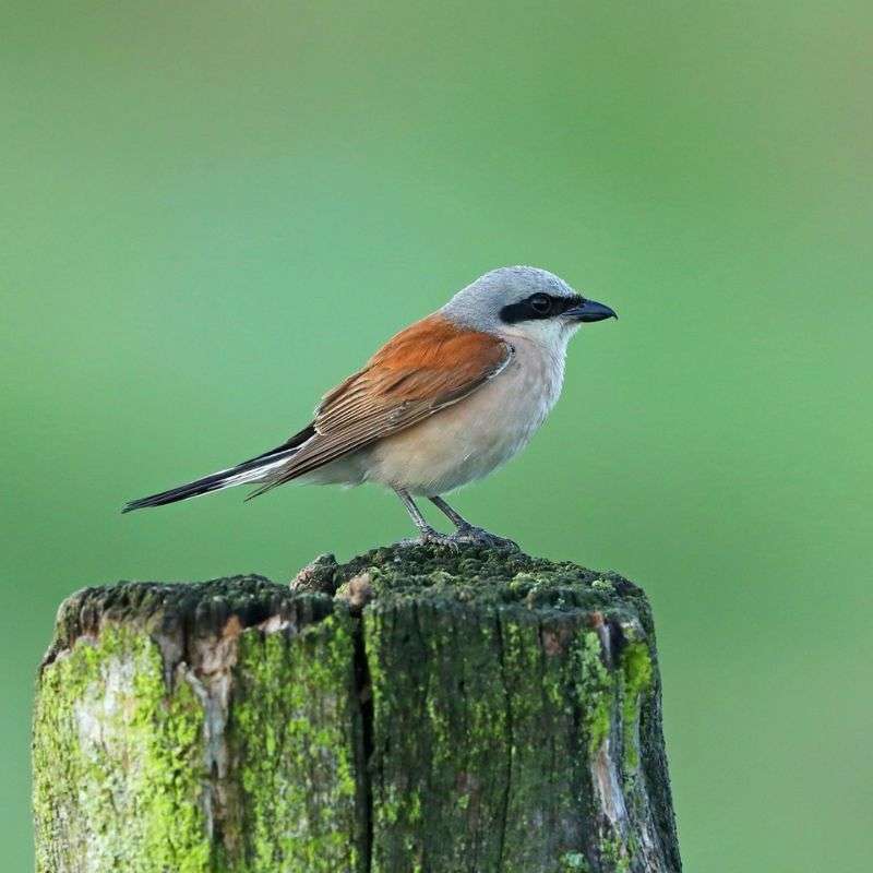 Neuntöter (Lanius collurio), (c) Jürgen Podgorski/NABU-naturgucker.de Neuntöter (Lanius collurio), (c) Jürgen Podgorski/NABU-naturgucker.de