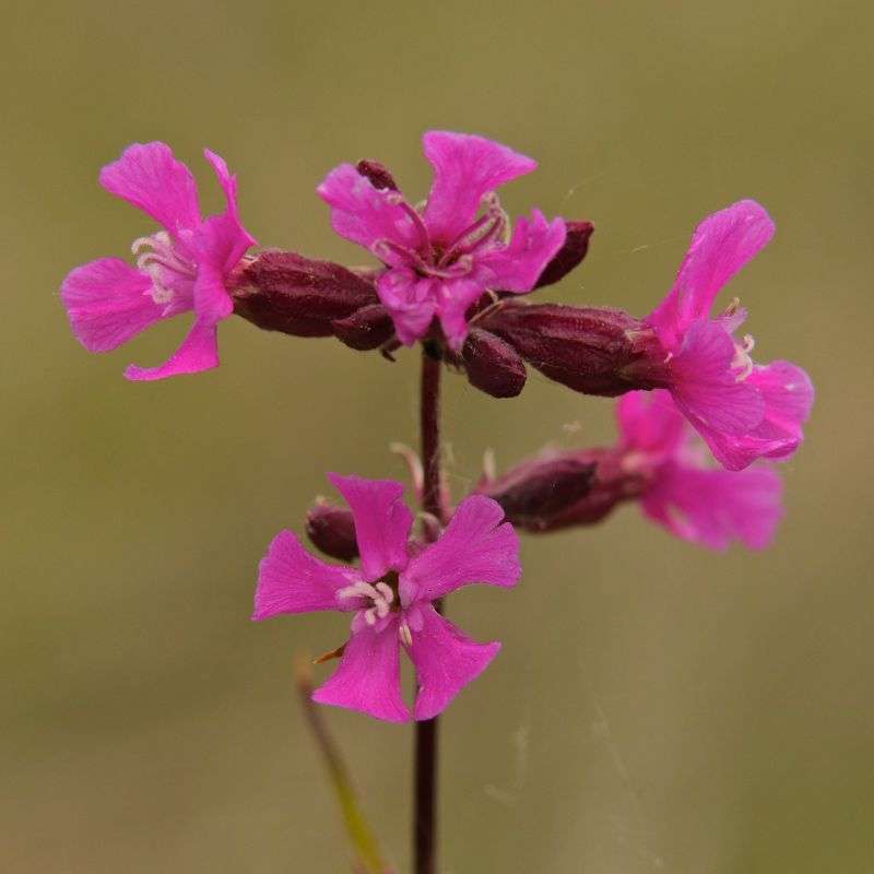 Pechnelke (Silene viscaria), (c) Ronny Hartwich/NABU-naturgucker.de Pechnelke (Silene viscaria), (c) Ronny Hartwich/NABU-naturgucker.de