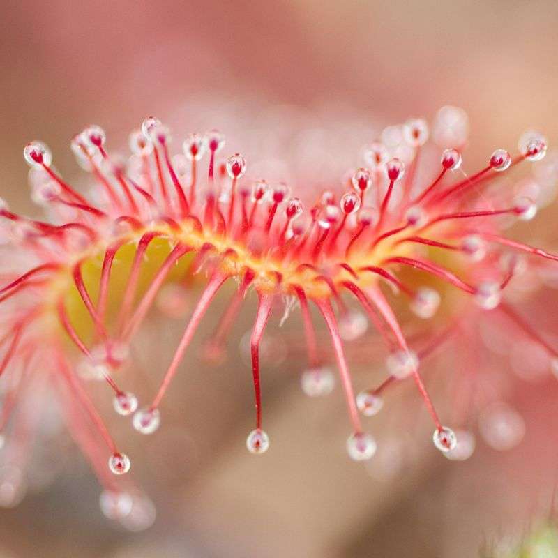 Rundblättriger Sonnentau (Drosera rotundifolia), (c) Bettina Dorka/NABU-naturgucker.de Rundblättriger Sonnentau (Drosera rotundifolia), (c) Bettina Dorka/NABU-naturgucker.de