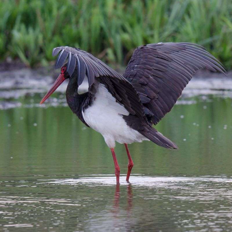 Schwarzstorch (Ciconia nigra), (c) Gerhard Butke/NABU-naturgucker.de Schwarzstorch (Ciconia nigra), (c) Gerhard Butke/NABU-naturgucker.de