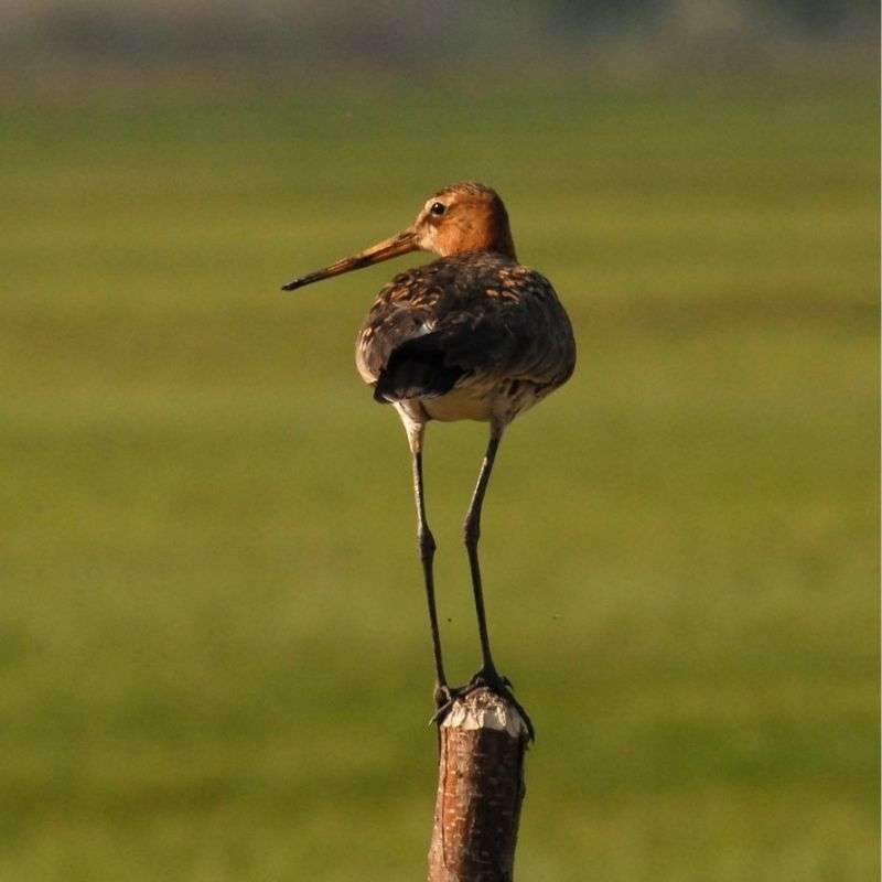 Uferschnepfe (Limosa limosa), (c) Werner Kunz/NABU-naturgucker.de Uferschnepfe (Limosa limosa), (c) Werner Kunz/NABU-naturgucker.de